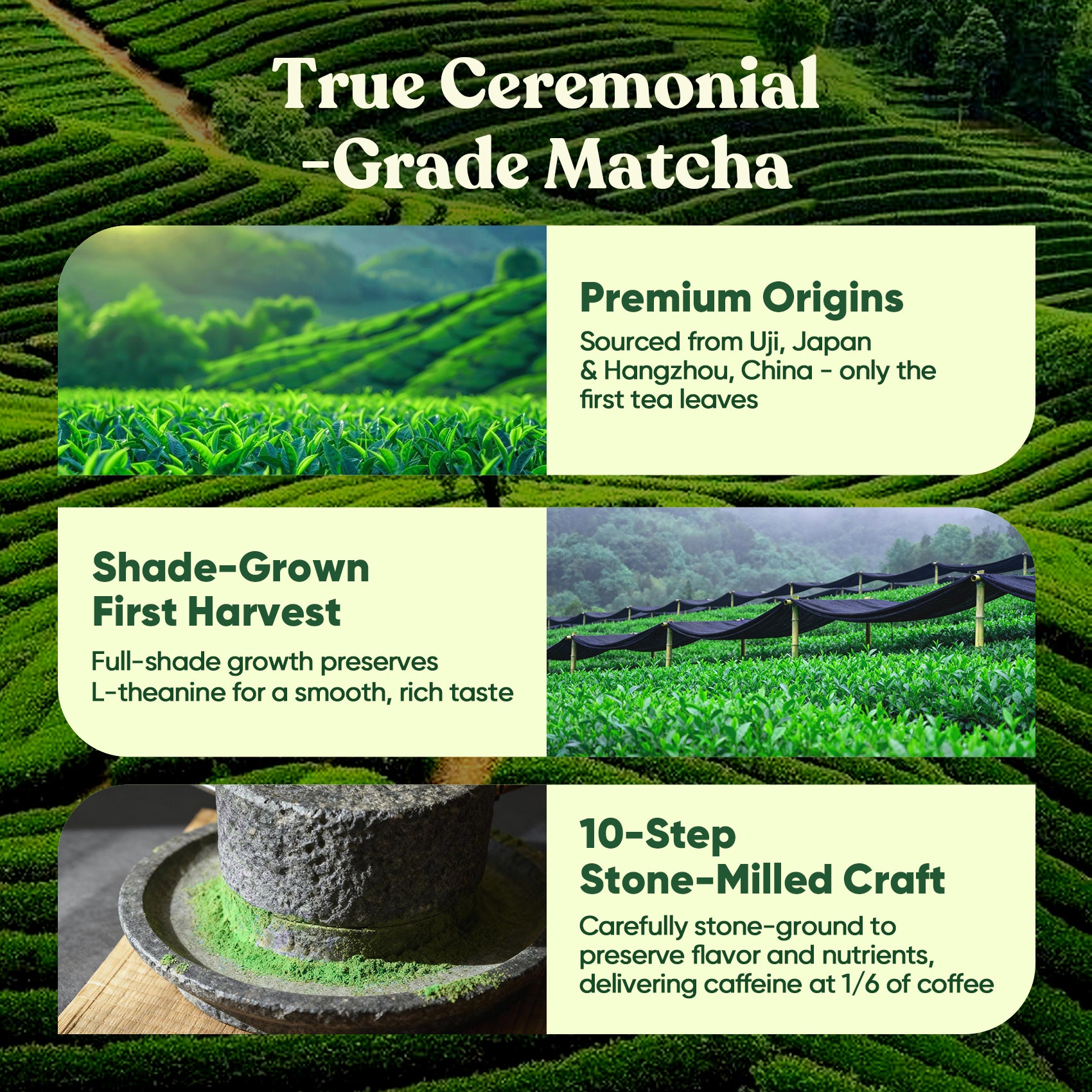 Ceremonial Grade Mushroom Matcha Powder