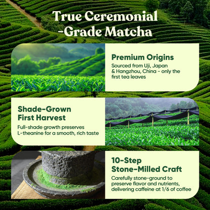 Ceremonial Grade Mushroom Matcha Powder