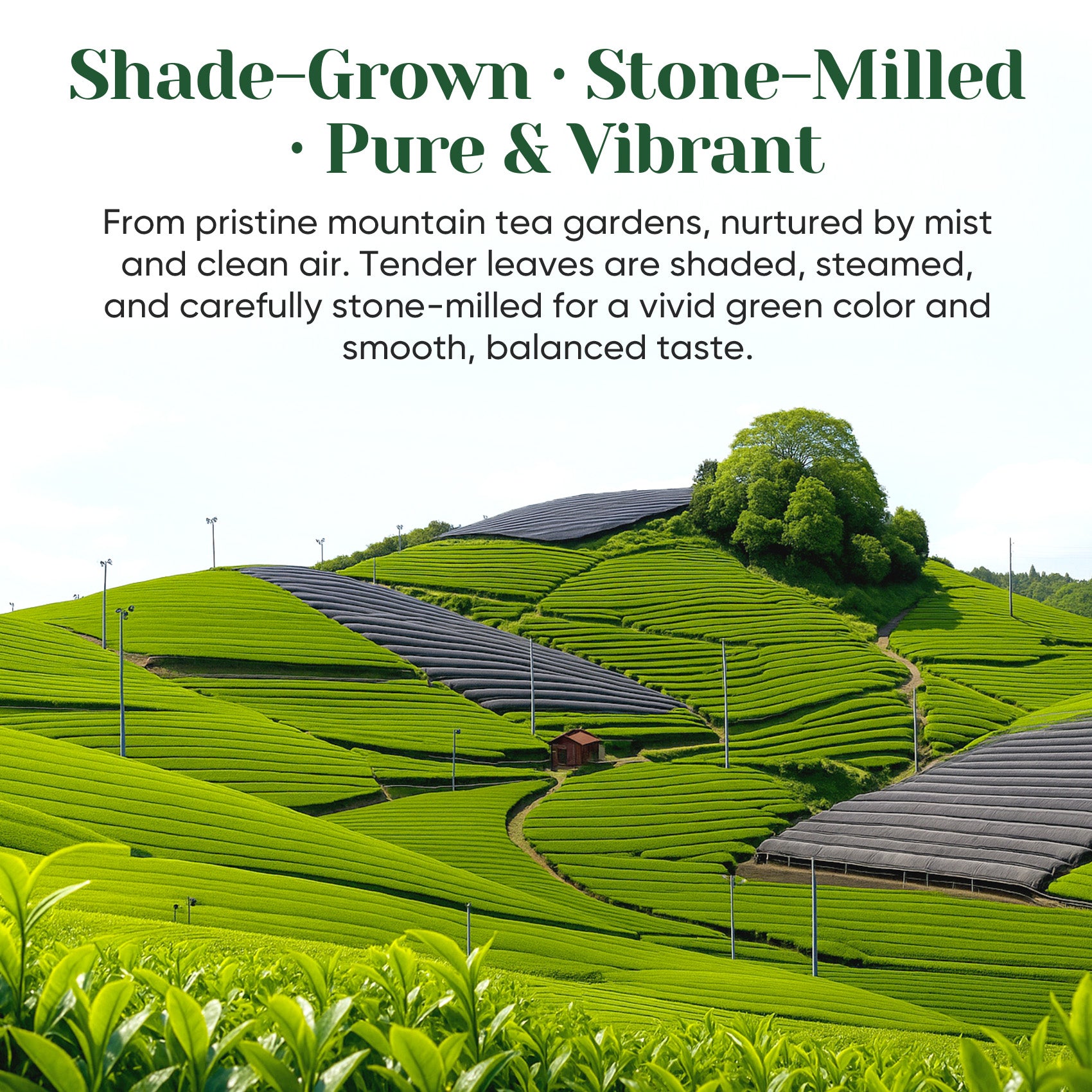 Ceremonial Grade Matcha Powder - 30g/1.06oz